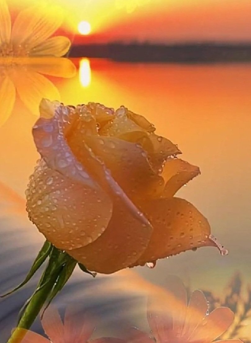 Saturday rose 🌹
Happy Saturday and a fabulous weekend everyone 💕
🌟💫✨🌟💫✨🌟💫✨🌟💫✨🌟