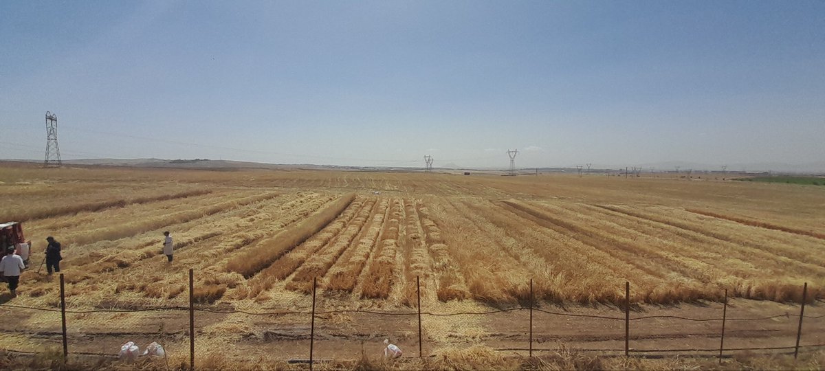 harvesting <a href="/seed/">SEED</a> production plots for NVTtrials and <a href="/MountainHer/">MountainHER</a>, a stage in preparation for next year, yield between 2 and 5 T/ha <a href="/PrimaProgram/">PRIMA Program Mediterranean Partnership 🇪🇺</a> <a href="/fillobax/">Filippo Bassi</a> <a href="/moonmoona21/">Mouna Meziani</a> <a href="/Visio80/">Andrea Visioni</a>