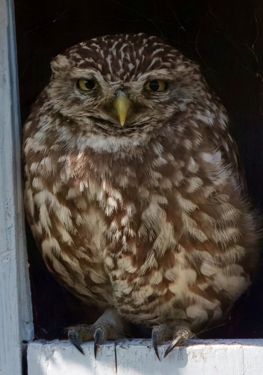 stancoddles's tweet image. Little Owl