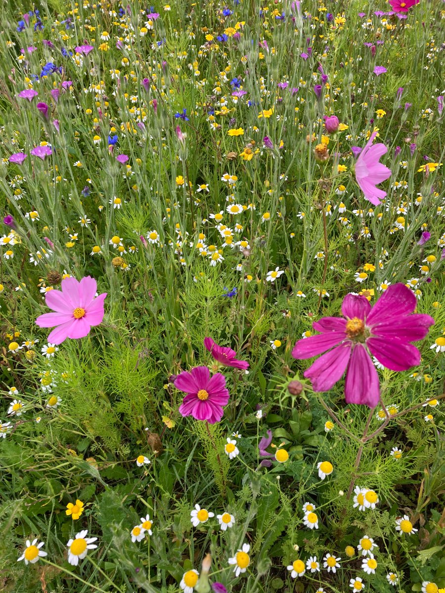 Alex Beesley (@alexbgerminal) on Twitter photo Excellent Establishment at West Midlands GC @wmgc from WF1 Flowering Meadow mix <a href="/GerminalAmenity/">Germinal Amenity</a> if you can get irrigation to an area sowing wildflowers is still possible in dry conditions Excellent Establishment at West Midlands GC @wmgc from WF1 Flowering Meadow mix <a href="/GerminalAmenity/">Germinal Amenity</a> if you can get irrigation to an area sowing wildflowers is still possible in dry conditions