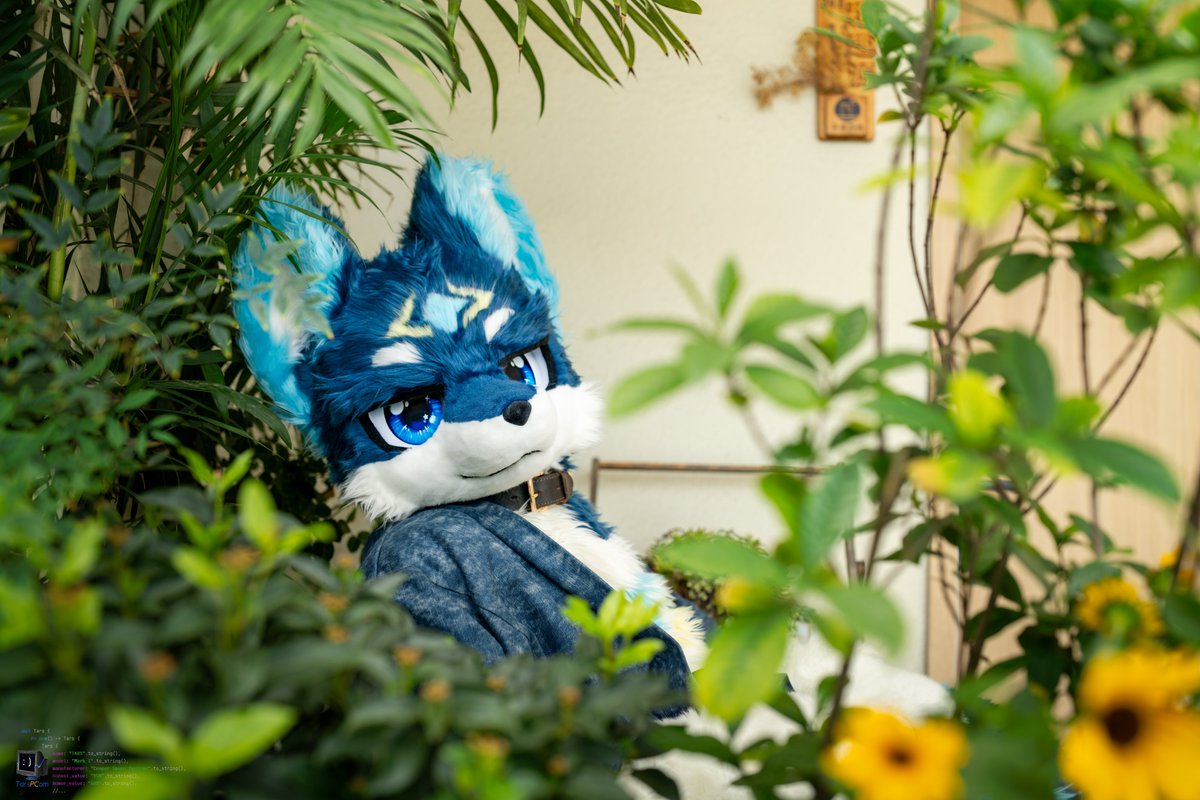 片叶不沾身~

📷电脑
 #FursuitFriday