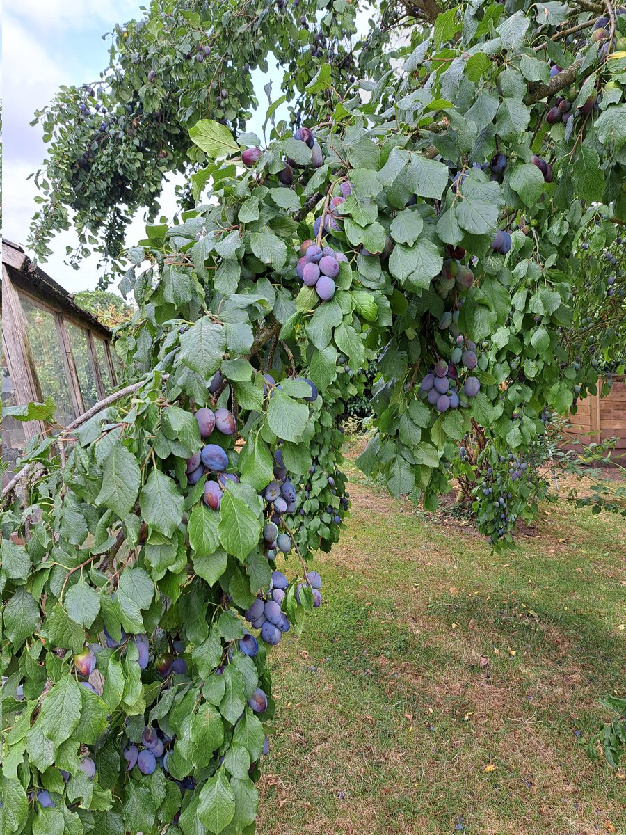 AuthorTracyRees's tweet image. DAY OFF!!! And what's more, a weekend away. I caught the train to beautiful Herefordshire to stay with a lovely friend and her gorgeous family for a couple of days. Instant relaxation #weekend #fridaymorning #friends #books #Countryside #NatureBeauty