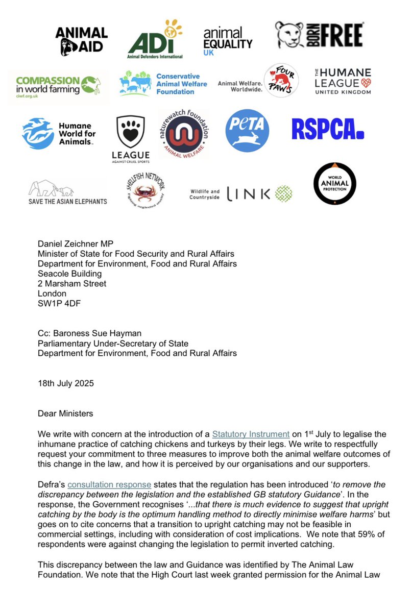 humaneworlduk's tweet image. Today 17 animal orgs have written👇to @DefraGovUK Ministers to protest against Govt plans next week to legalise the cruel catching of chickens by the legs.
This is far from the ‘biggest boost for animals’ voters were promised by @SteveReedMP
❌Please share to demand better!❌