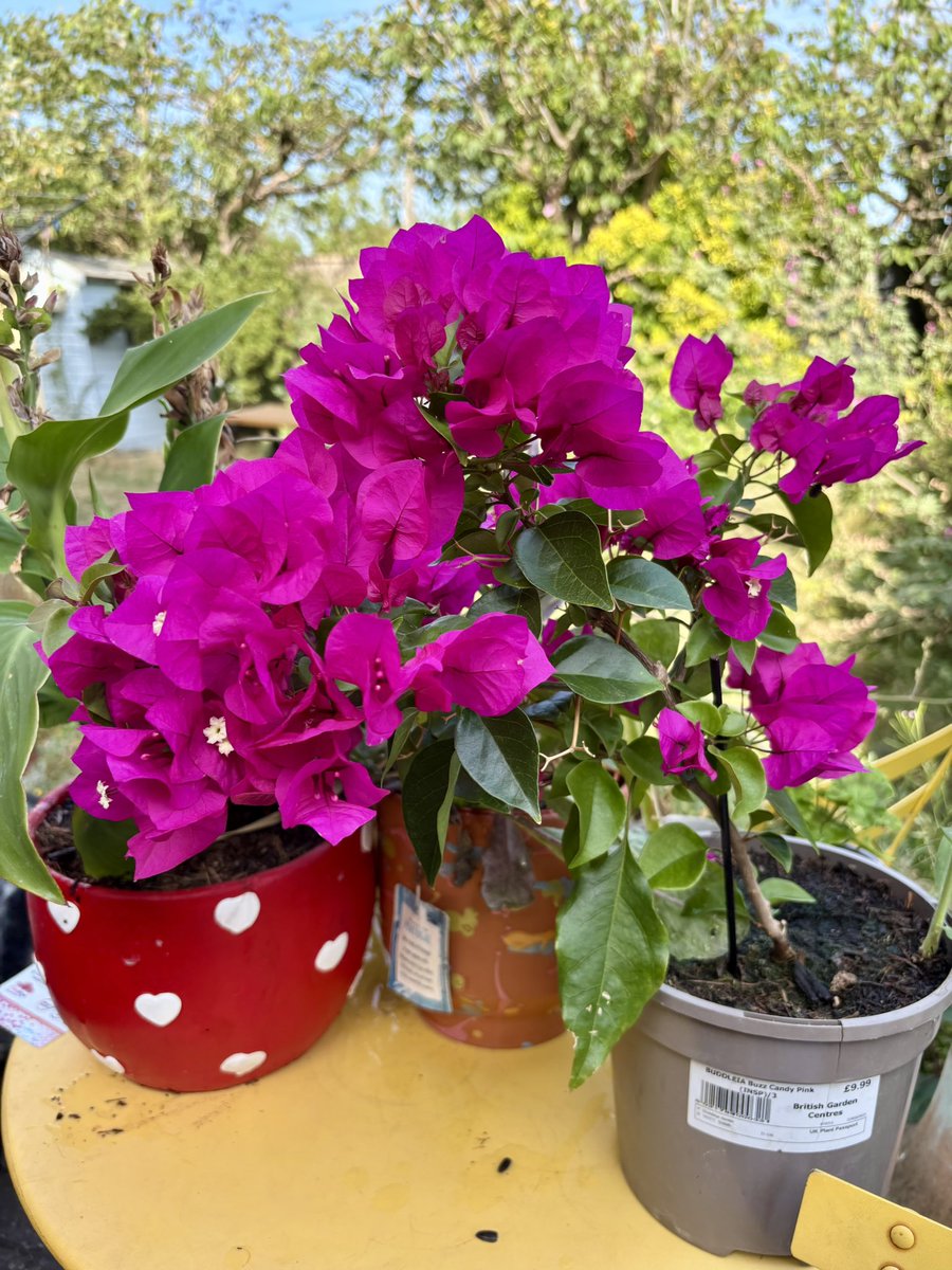 A lovely bit of colour and flamboyance from our bougainvillea, which seems to be enjoying the summer heat of Cambridgeshire 😍 I’ve named her Gloria! 😄