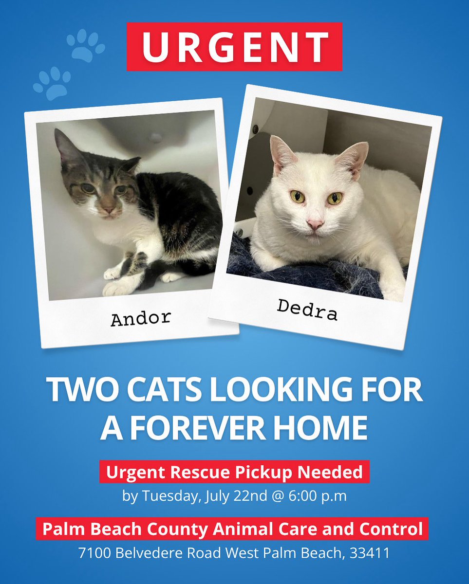 megforflorida's tweet image. 🚨 Urgent! Andor & Dedra lost their owner and need a forever home. They're scared at the shelter and risk being put to sleep on July 22. 💔 Let's save them! 🐾
Rescue needed by July 22, 6 PM.
💻 Learn more and help here: secure.co.palm-beach.fl.us/snap/placement…