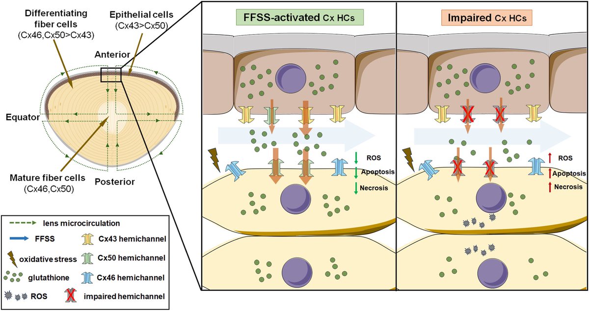 JeanJiangLab's tweet image. 🎉Excited to share our latest publication in Redox Biology. We uncover a novel mechanism linking Cx43 HCs mechanosensing to GSH transport, crucial for maintaining redox balance in lens. #cx43 #connexin #redoxbiology #jeanjianglab 
Check the link 👇 
sciencedirect.com/science/articl…
