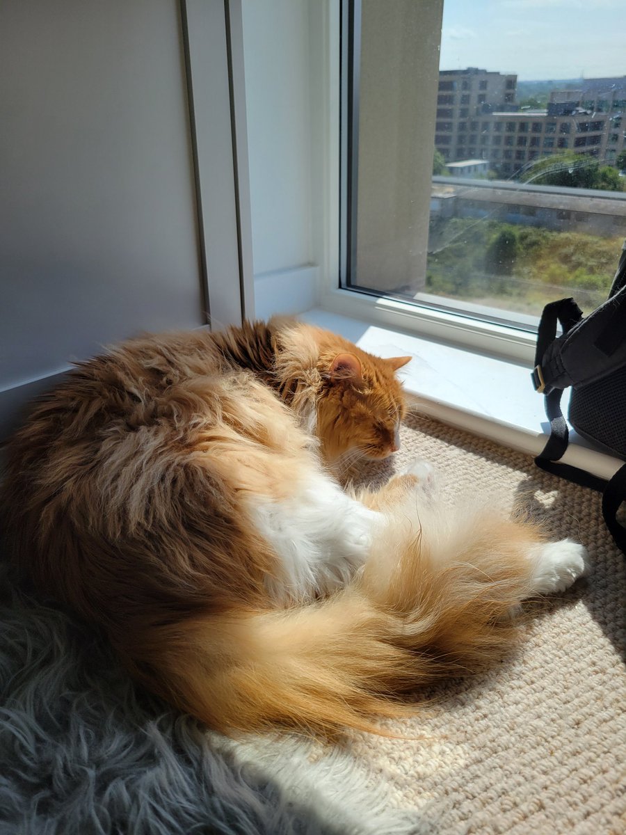 Mom tells me to get out of the sun or my brain will boil, but I prefer it when it's warm 😹😹😹 #TGIF #FridayFunday
