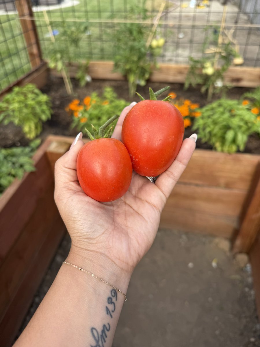 Picked these beauties this morning 🤩