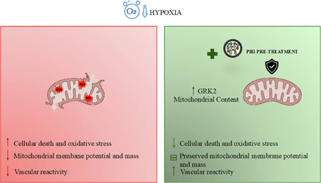 endothelialnews's tweet image. Dr. Michele Ciccarelli (@miccic77) and team examined how mitochondrial GRK2 accumulation affects vascular reactivity and #endothelial function in transient hypoxic conditions.
馃摉 Discover their findings in @cddpress: go.nature.com/4kLCLGs