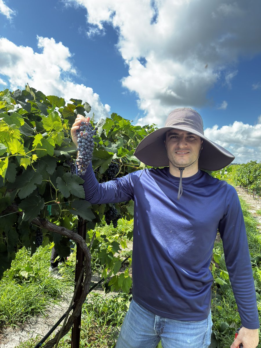 UFfruitcrops's tweet photo. Wrapping up grape harvest season with full hearts and full crates. Bittersweet as we also bid farewell to our grad assistant ‘Dalton’ on his last day with us. Wishing you all the best! https://t.co/q9Vg1lUppl