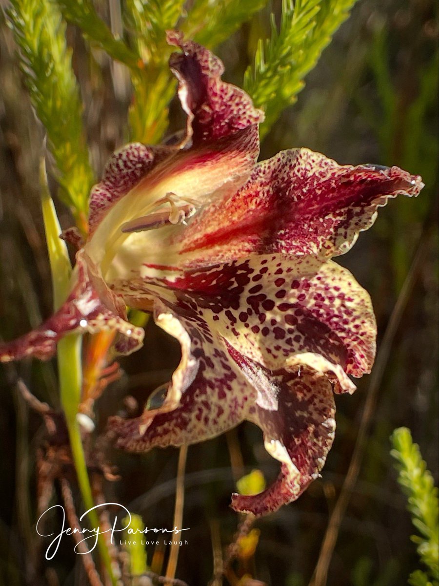 JennyPaPB's tweet photo. A couple of endemic Gladiolus maculatus aka Speckle-brown Afrikaner were spotted on Elsie’s Peak. Love the colour variations. Just gorgeous but easily overlooked!

#capetown #iridaceae #winterflower  #wildflowers #bulb #biodiversity  #flowerphotography #fynbosza #iNaturalist https://t.co/Pbc6OED7US