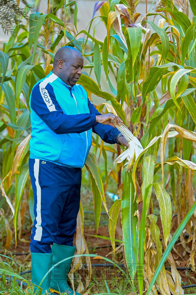 GeneralNeva's tweet image. Mu gihugu cacu, nta muntu afise umwete wo gufata isuka yo kurima arimarima.
Nta kintu gihimbaye nko kurima mu gihe c’ici, ukimbura nko mu gatasi.
Barundi benewacu,
Ndabateye intege gushira imitahe mu burimyi no mu gihe c’ici, muzohimbarwa mukubise agatemere aho mwakubise isuka.
