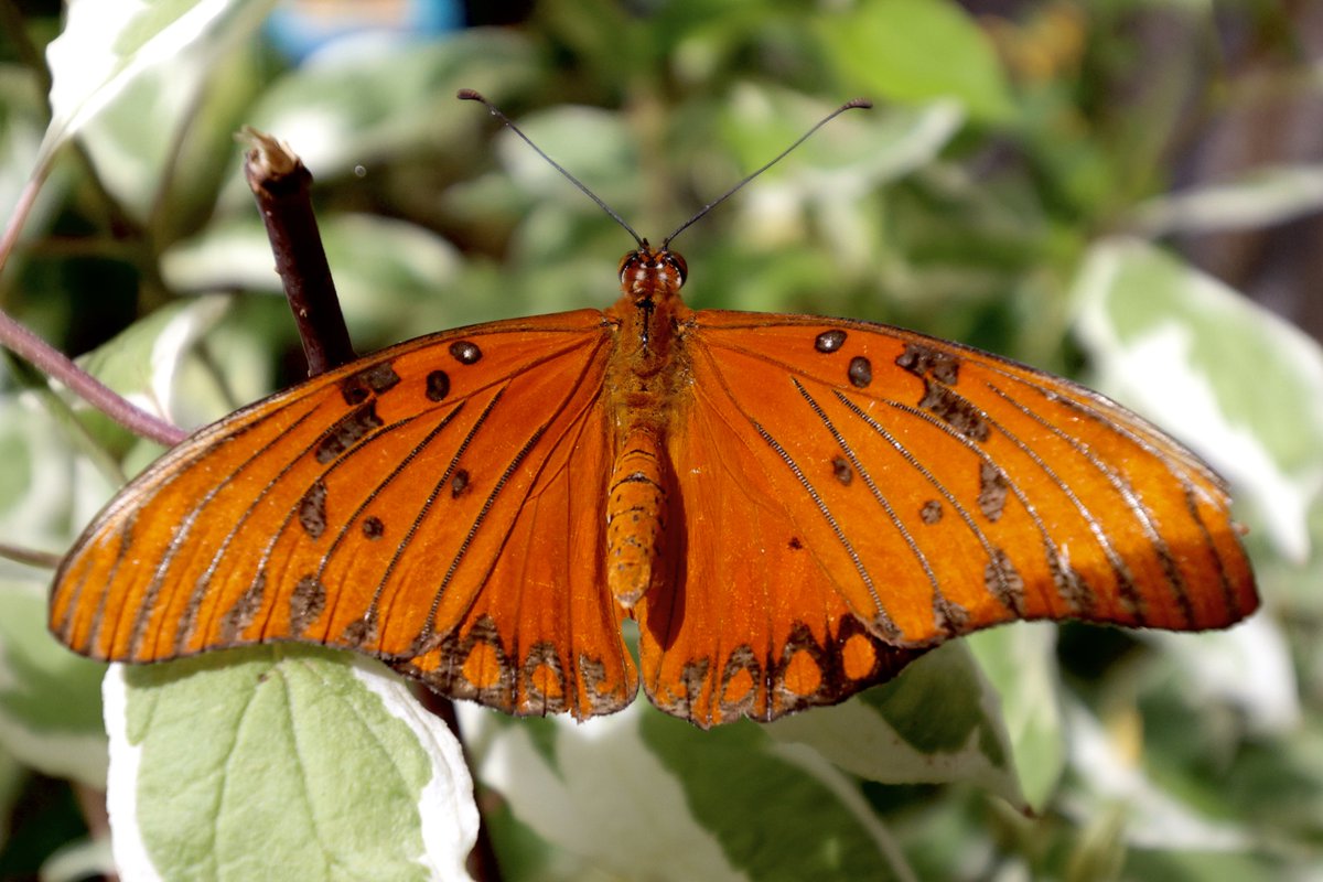 ZooBoise's tweet image. Ideal weekend weather for butterflies at the zoo. Our vibrant Butterflies in Bloom exhibit is full of hundreds of exotic butterflies. Come frolic as they flutter! 🦋
📷: Jeff Walker
Open 10:30AM - 4:00PM daily and included with your admission. Sponsored by KTVB and Franz Witte.