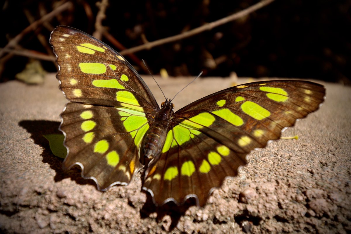 ZooBoise's tweet image. Ideal weekend weather for butterflies at the zoo. Our vibrant Butterflies in Bloom exhibit is full of hundreds of exotic butterflies. Come frolic as they flutter! 🦋
📷: Jeff Walker
Open 10:30AM - 4:00PM daily and included with your admission. Sponsored by KTVB and Franz Witte.