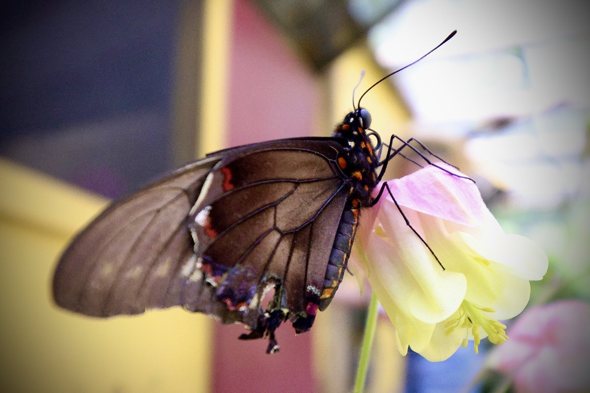 ZooBoise's tweet image. Ideal weekend weather for butterflies at the zoo. Our vibrant Butterflies in Bloom exhibit is full of hundreds of exotic butterflies. Come frolic as they flutter! 🦋
📷: Jeff Walker
Open 10:30AM - 4:00PM daily and included with your admission. Sponsored by KTVB and Franz Witte.