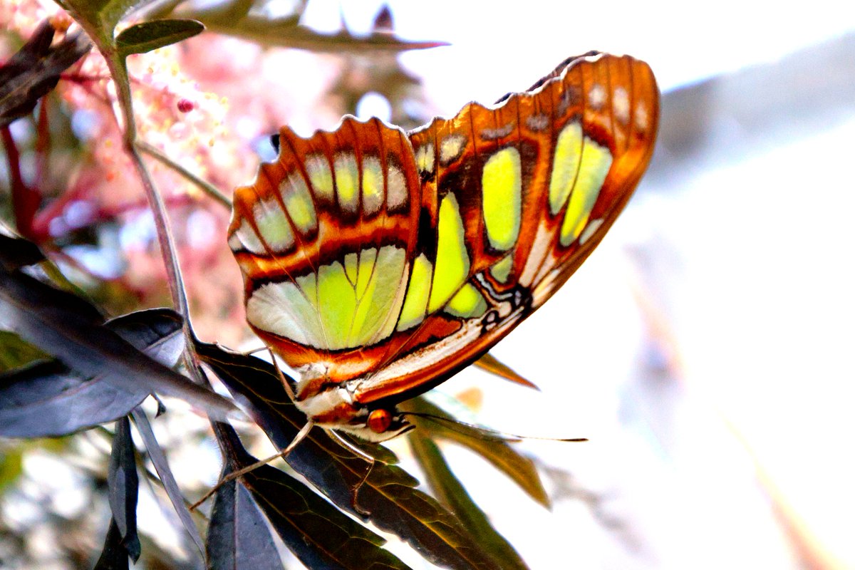 ZooBoise's tweet image. Ideal weekend weather for butterflies at the zoo. Our vibrant Butterflies in Bloom exhibit is full of hundreds of exotic butterflies. Come frolic as they flutter! 🦋
📷: Jeff Walker
Open 10:30AM - 4:00PM daily and included with your admission. Sponsored by KTVB and Franz Witte.