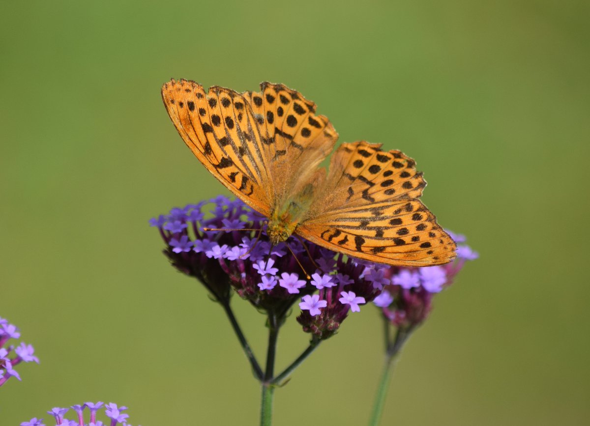 My garden #BigButterflyCount got off to a flying start - a glorious silver-washed fritillary paid a visit. <a href="/savebutterflies/">Butterfly Conservation 🦋</a> #dartmoor