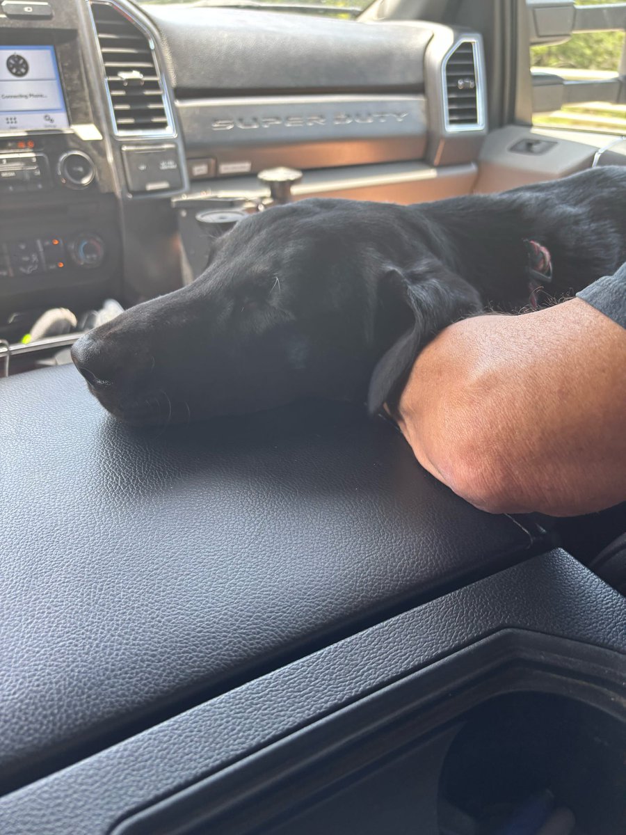 MnDPS_DPS's tweet image. Refreshed, recharged and back in action. After a rehab day Thursday, Minnesota Task Force 1 is starting week 2 of flood response in Texas. While rescuers caught up on paperwork, K-9s got chiropractic and acupuncture care to stay mission-ready. They join @PHXFire’s AZ- TF1 today.