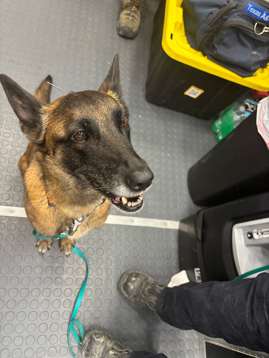 MnDPS_DPS's tweet image. Refreshed, recharged and back in action. After a rehab day Thursday, Minnesota Task Force 1 is starting week 2 of flood response in Texas. While rescuers caught up on paperwork, K-9s got chiropractic and acupuncture care to stay mission-ready. They join @PHXFire’s AZ- TF1 today.