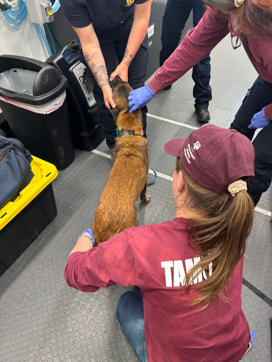 MnDPS_DPS's tweet image. Refreshed, recharged and back in action. After a rehab day Thursday, Minnesota Task Force 1 is starting week 2 of flood response in Texas. While rescuers caught up on paperwork, K-9s got chiropractic and acupuncture care to stay mission-ready. They join @PHXFire’s AZ- TF1 today.