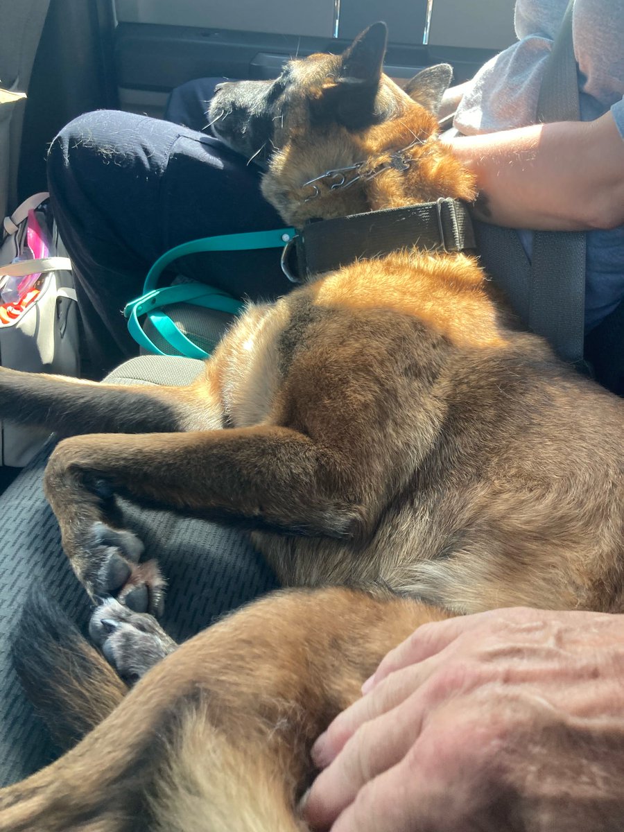 MnDPS_DPS's tweet image. Refreshed, recharged and back in action. After a rehab day Thursday, Minnesota Task Force 1 is starting week 2 of flood response in Texas. While rescuers caught up on paperwork, K-9s got chiropractic and acupuncture care to stay mission-ready. They join @PHXFire’s AZ- TF1 today.