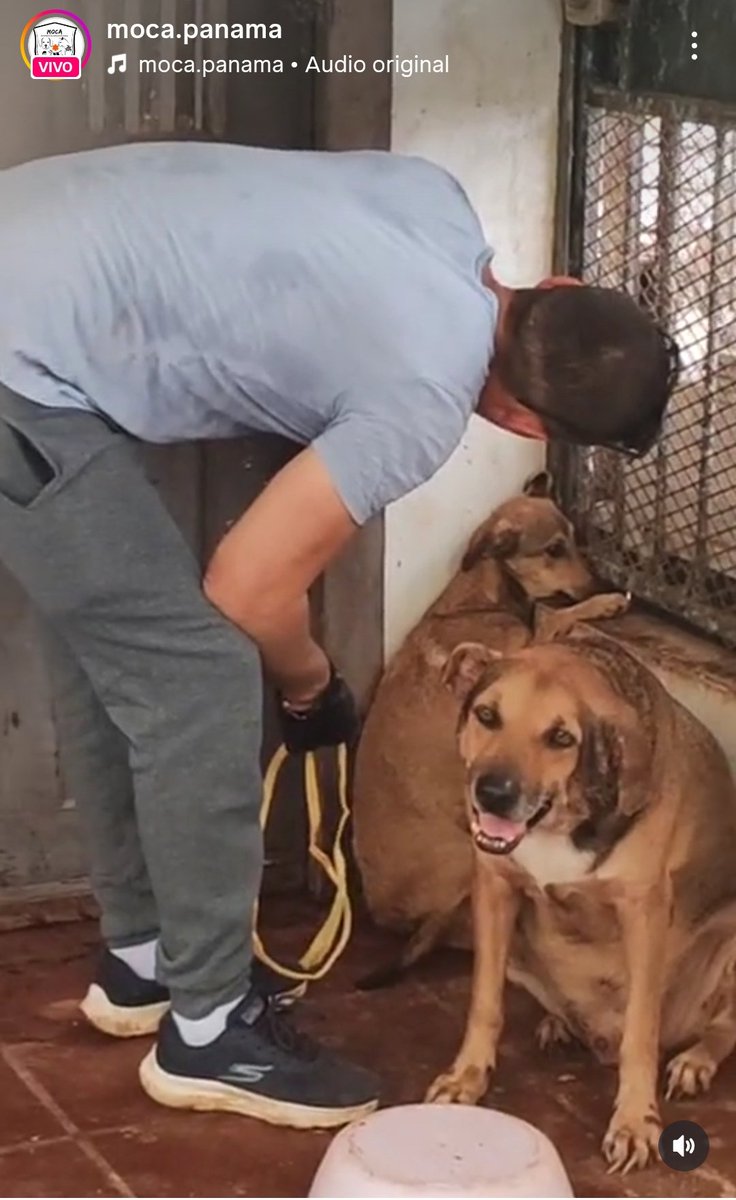 Miren el nivel de maltrato que recibían estos animales. Temblando de miedo. Todo el que pueda ayudar económicamente a Moca Panamá o a Corazón con Huellas por favor. Están también buscando galera, casa o lugar HOY para sacar estos animales de allí. Un lugar para estadía 2 meses.