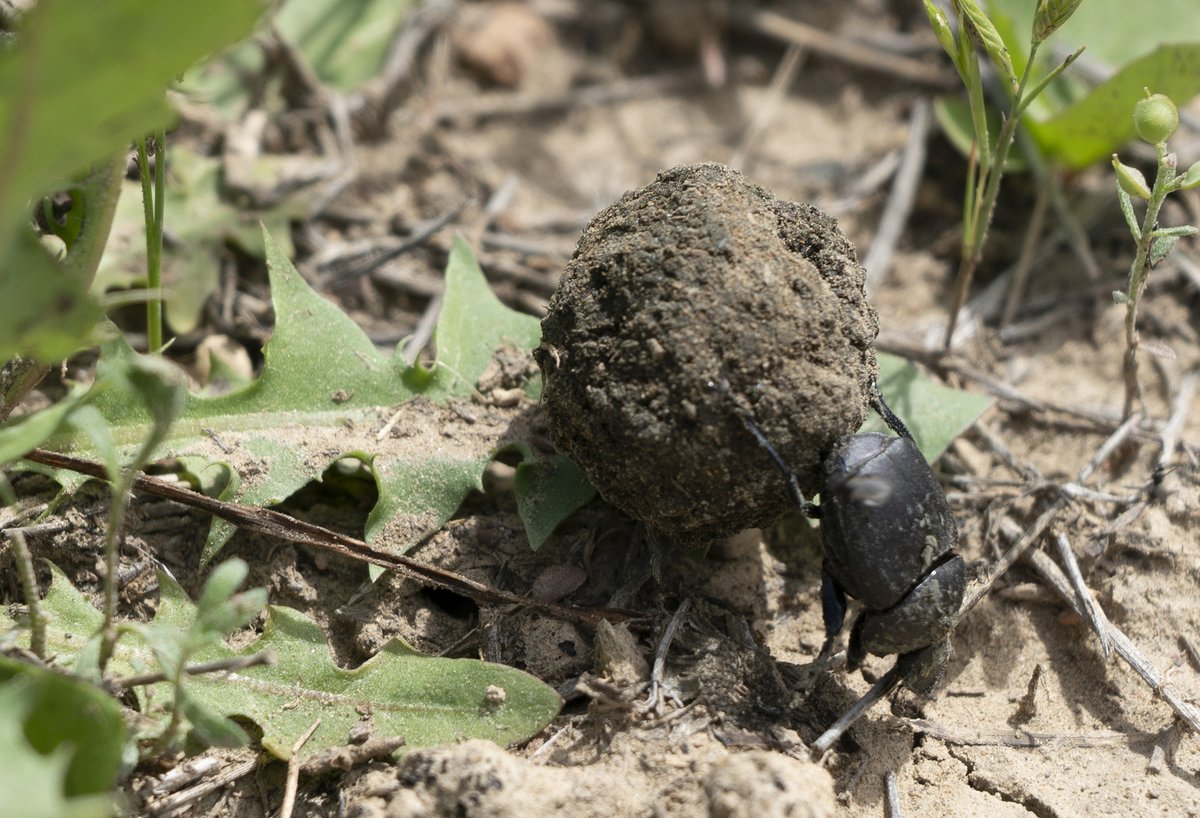 USDA_NRCS's tweet image. Behold: the modest dung beetle. It breaks down 💩 and returns nutrients to the soil. This can reduce the survival rates of flies, nematodes and parasites that can impact livestock, and can increase soil water infiltration, holding capacity, nutrient cycling, and organic matter.