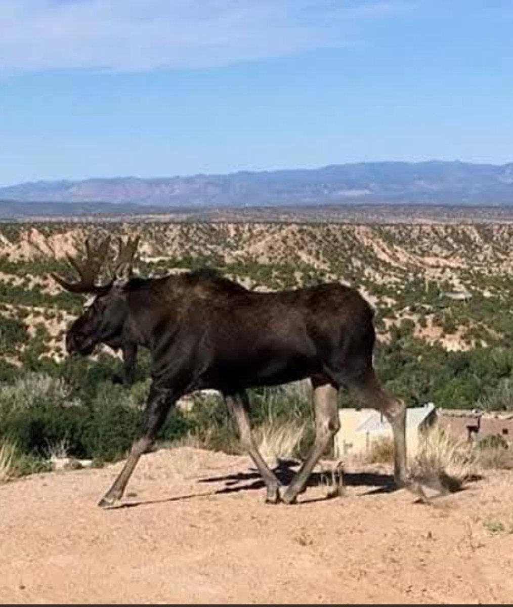 BirminghamRay's tweet image. Moose on The Loose…near Teseque, NM.