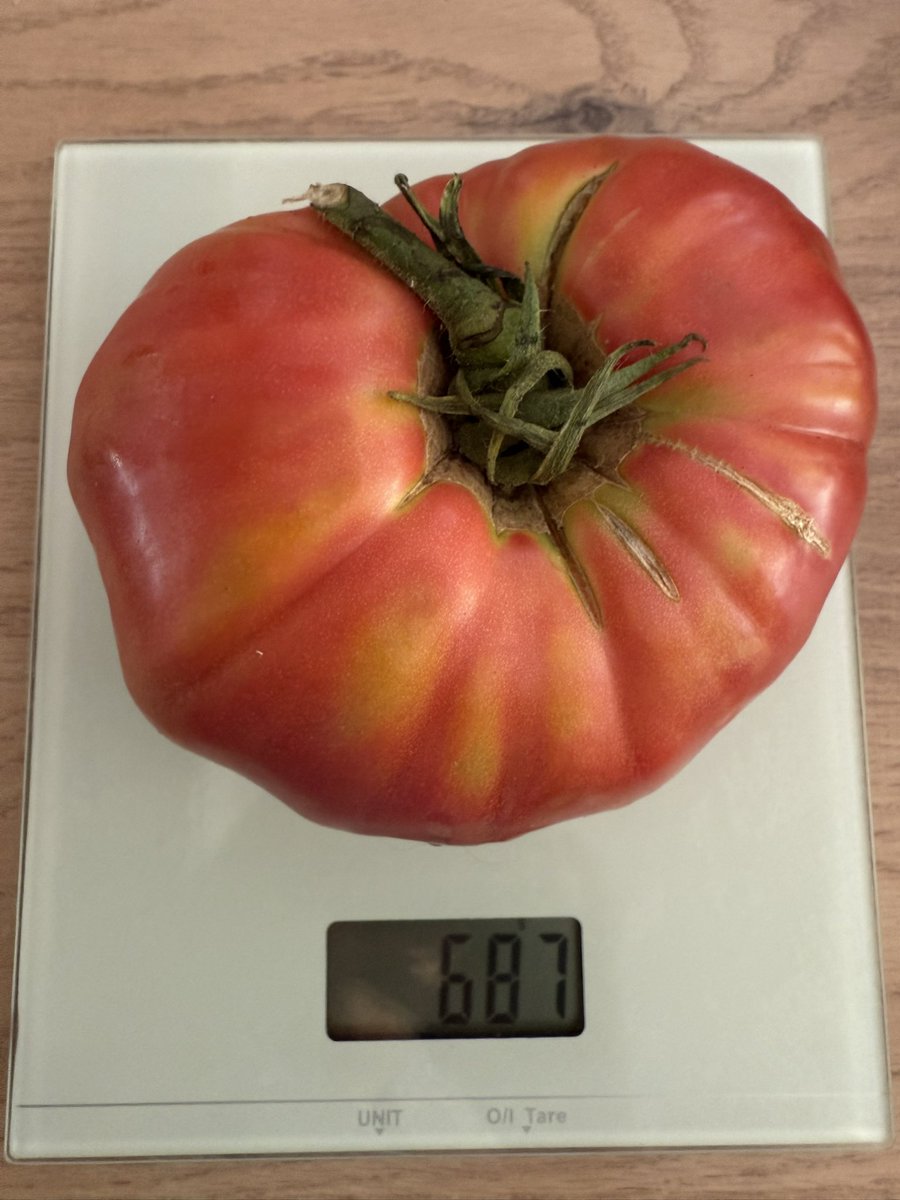 MajoMallmann's tweet photo. Tranquilo el tomatito https://t.co/6B3vSuB31q