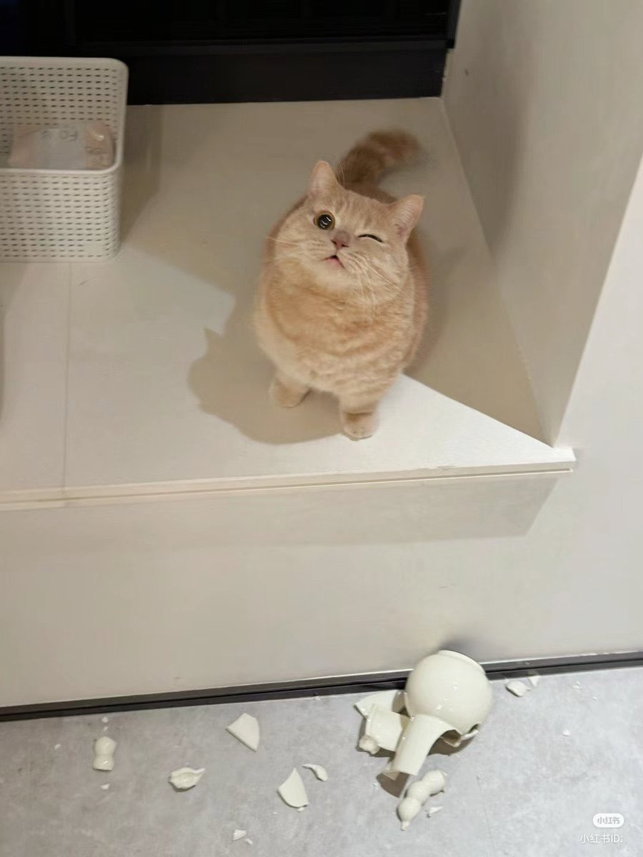 panik_cattack's tweet image. Not me 😘