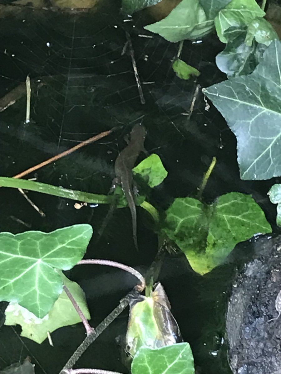 helen21206699's tweet image. One of three #newts in my little #wildlife #pond