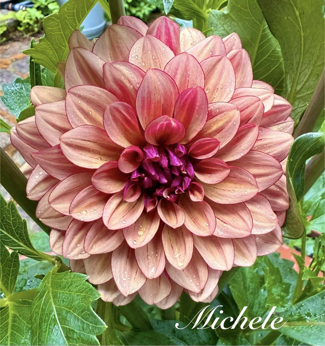 gingerartist1's tweet image. Pinky Peachy Purple #Dahlia beauty for your Friday! π€ Have a great day! πππππ»ββοΈ #flowers #GardeningX #gardening #MyGarden #garden #GardeningTwitter #flowerphotography #FlowersOnFriday #PinkFriday #PurpleFriday #FlowersOnX #NatureBeauty