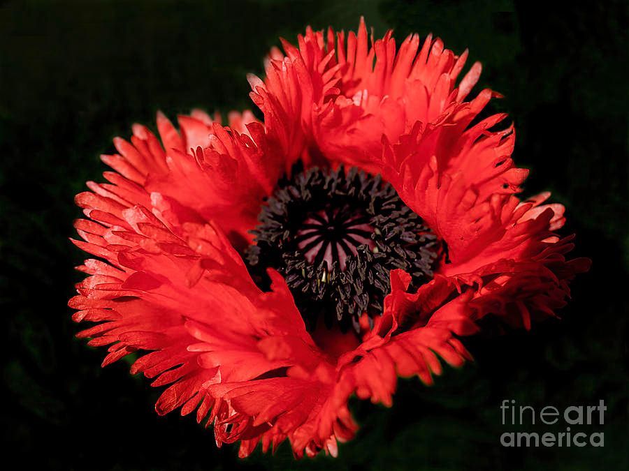 photographervin's tweet image. #Poppy alexander-vinogradov.pixels.com/featured/poppy…
#avinogradovflowers #photographyisart #nature #AlexanderVinogradov #photoghraphy #flower #floralart #beautiful #happy #macro #print #giftidea #buyintoart #ArtSale #wallart #YearforArt #ArtLovers #BeautyinArt #FlowersOnX #garden #fineartphotography