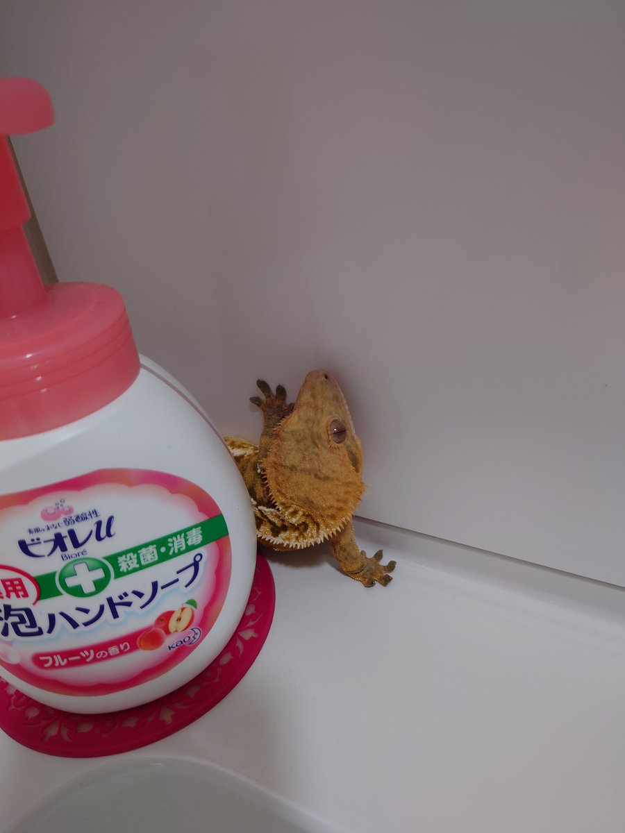 クッパさんは肝が据わってるのでどこでも散歩する( ´ｰ`)