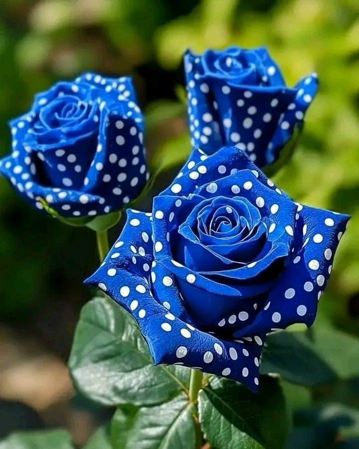 Roses 🌹 (@roseforyou43) on Twitter photo 
