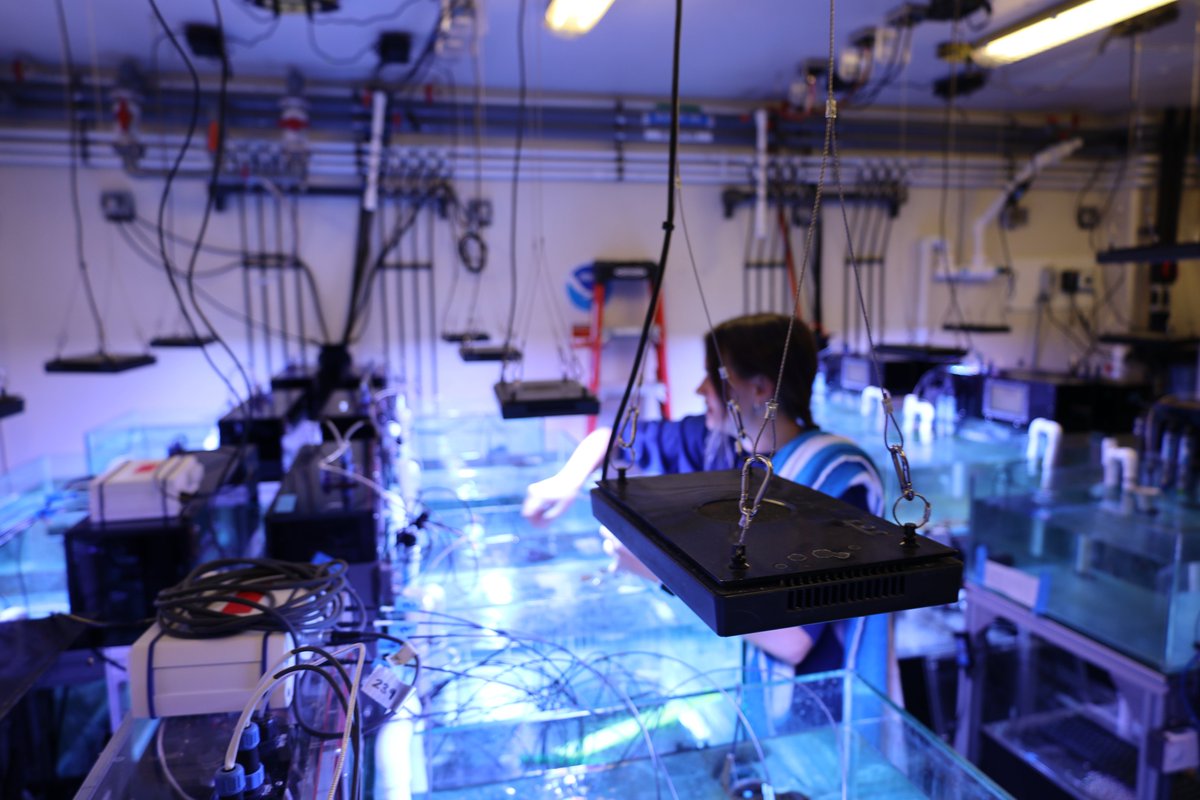 NOAA_AOML's tweet image. What you’re seeing are fragments of coral.
Placed in isolated jars within an independent aquarium as scientists at AOML and @cimas_rosenstiel examine the impacts of exposing them to acidic and hypoxic conditions during a major new experiment.
Explore: aoml.noaa.gov/fresca/#Module…
