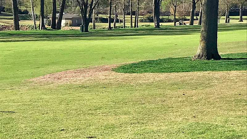 GCM_Magazine's tweet image. How does shade affect drought performance on turfgrasses? Researchers checked out the results on three turfgrass types: bit.ly/44DAcBu @GCSAA