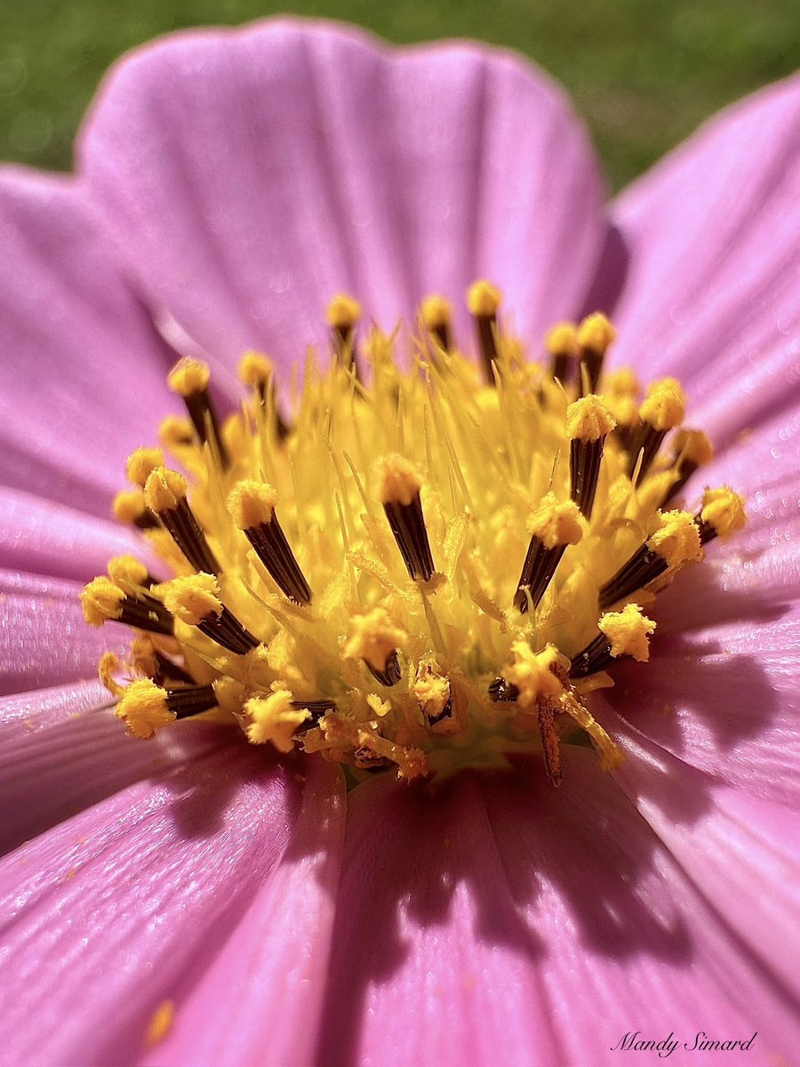 MandyLSimard's tweet image. Like the Cosmo, we bloom brightest when we lean into simplicity.✨