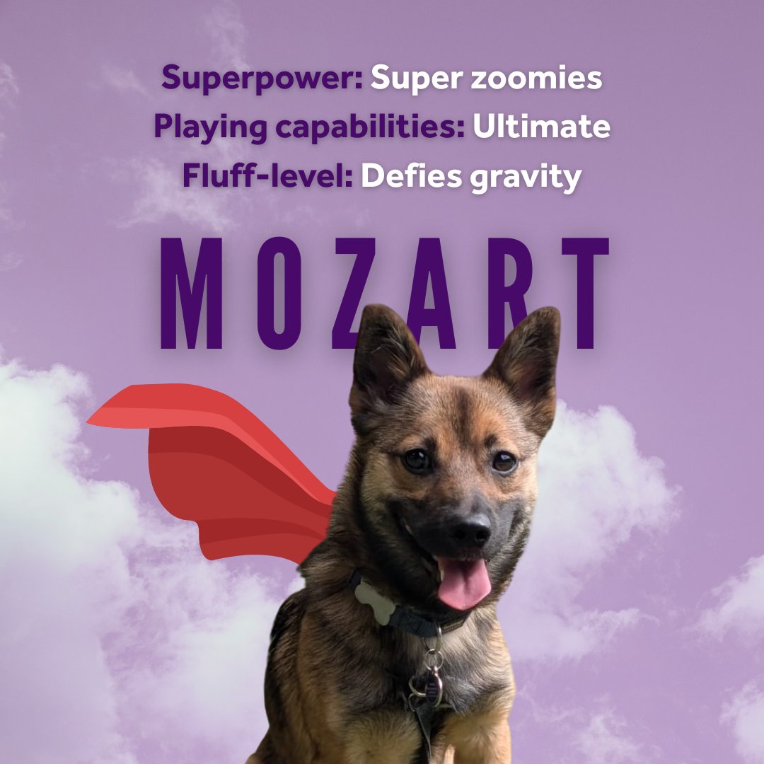 themayhew's tweet image. Superman’s got Krypto. Who’s the super sidekick waiting to rescue you? 🐶
Meet Cola & Mozart: 2 real-life heroes waiting for forever homes.
themayhew.org/dogs/
*Capes skilfully added in post: dogs don’t need to wear capes to be super.
#krypto #adoptadog #rescuedog #superman