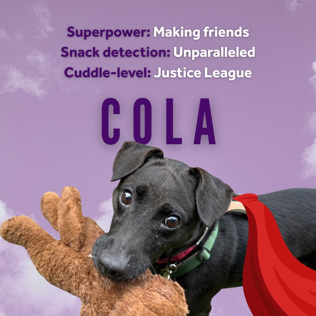 themayhew's tweet image. Superman’s got Krypto. Who’s the super sidekick waiting to rescue you? 🐶
Meet Cola & Mozart: 2 real-life heroes waiting for forever homes.
themayhew.org/dogs/
*Capes skilfully added in post: dogs don’t need to wear capes to be super.
#krypto #adoptadog #rescuedog #superman