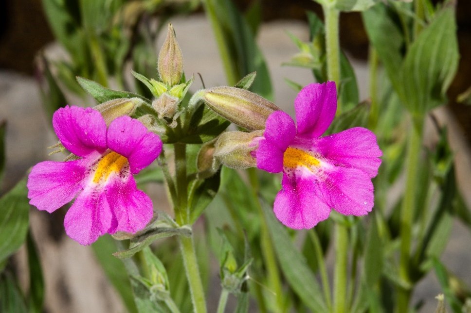 PNASNews's tweet image. #NoncodingRNA plays a crucial role in #butterfly #speciation and #evolution. But what about other #flora and #fauna—or even the #evolution of human #cognition?  A PNAS Inner Workings: ow.ly/QSi150Wro5U

#microRNA #LongNoncodingRNA #PepperedMoth #MonkeyFlower