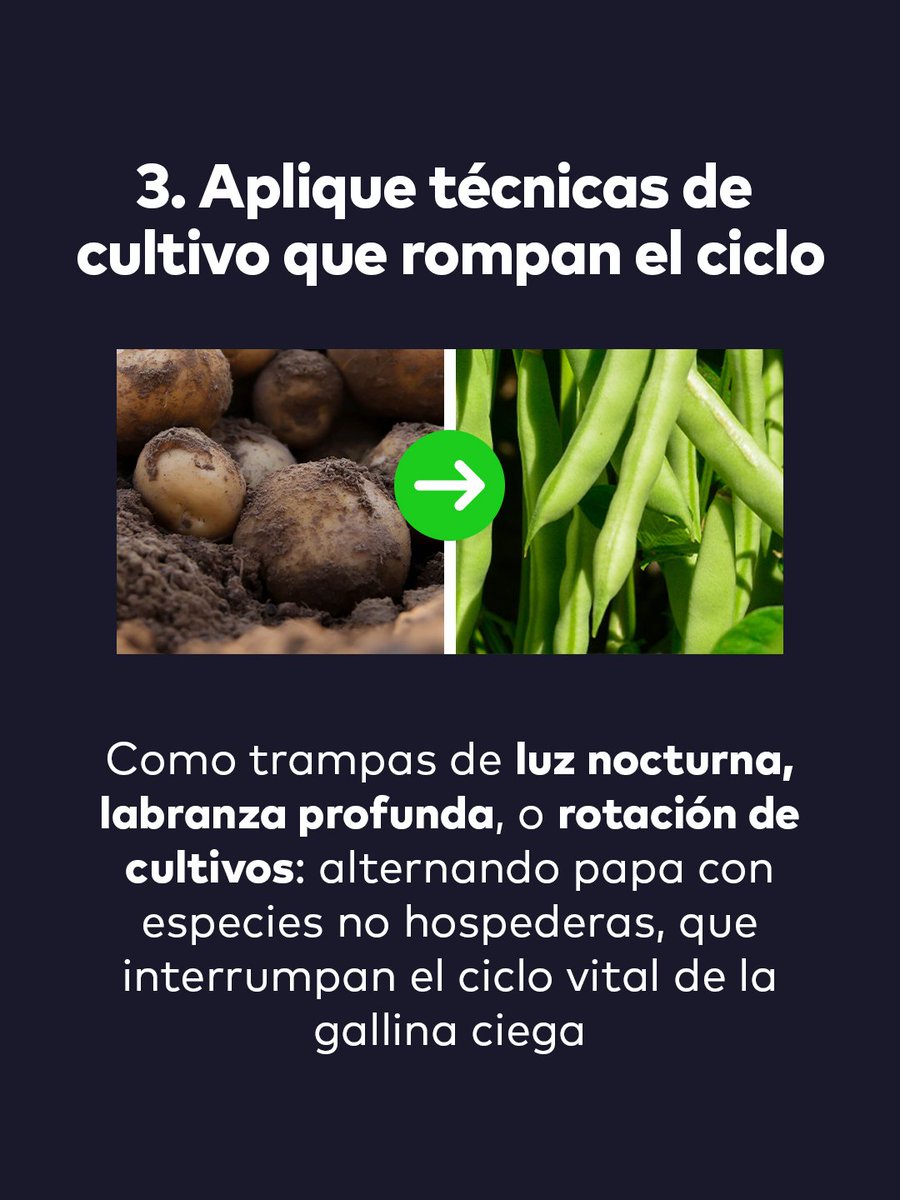 cambiagro's tweet photo. 3️⃣ Rotación + labranza + trampas para interrumpir el ciclo de vida y reducir la población de la plaga

¡Use todas las herramientas que conozca!

RECUERDE TAMBIÉN:
El #monitoreo es 𝐜𝐥𝐚𝐯𝐞 para gestionar la plaga. https://t.co/O89Zs77fiK