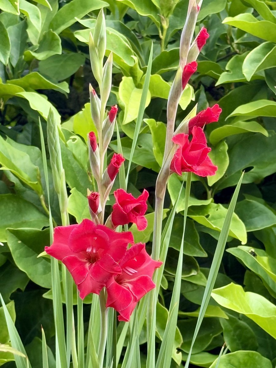 bluewaverider46's tweet image. More Gladiolus blooming in the front yard β€οΈπ₯³
#BloomScrolling