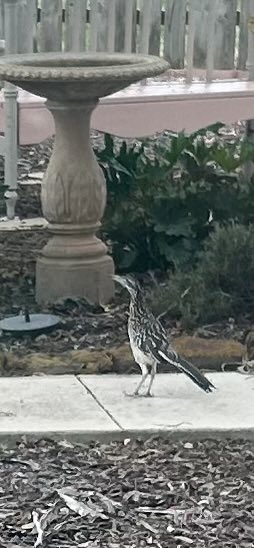 Afternoon friends!  It’s a workday for me, but I have time to admire my little Texas friend showing up today!❤️🙋🏻‍♀️