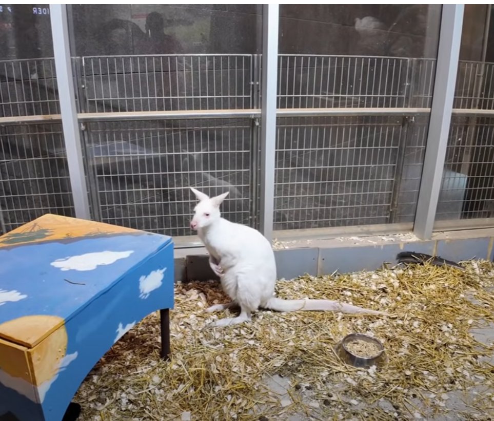 BAPingLoud's tweet image. they got white kangaroos here. in the petsmart on 38th and maple.