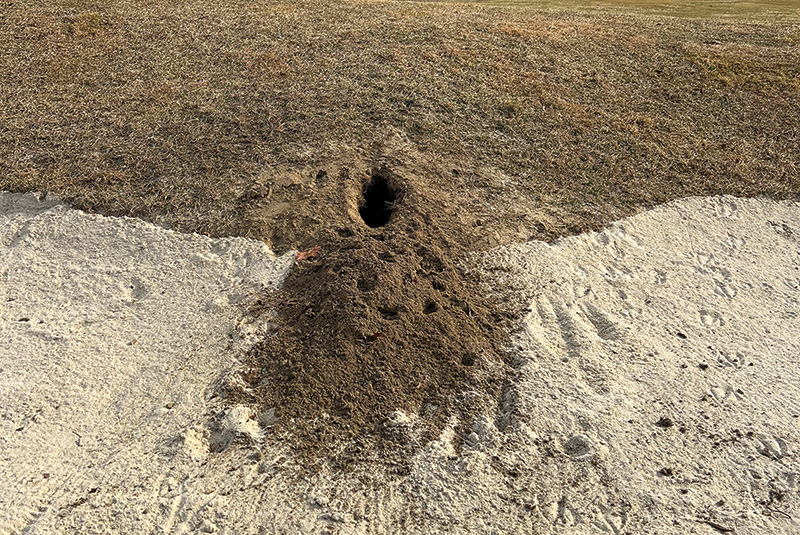 GCM_Magazine's tweet image. Do you have what it takes to solve July's Photo Quiz? Put your know-how to the test! bit.ly/46Sgy67 @GCSAA