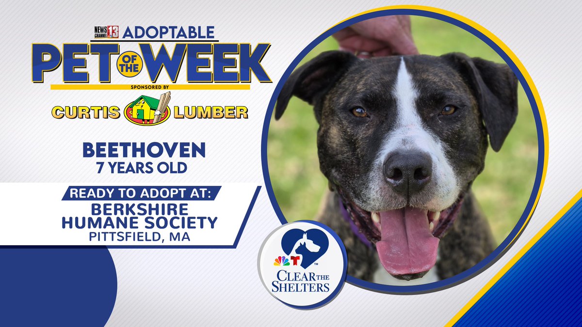 berkshirehumane's tweet image. Beethoven was the featured #adoptablepetoftheweek on @WNYT - you can watch his @ClearTheShelter segment via the link provided!
wnyt.com/clear-the-shel…

#adoptadog #adoptablepets