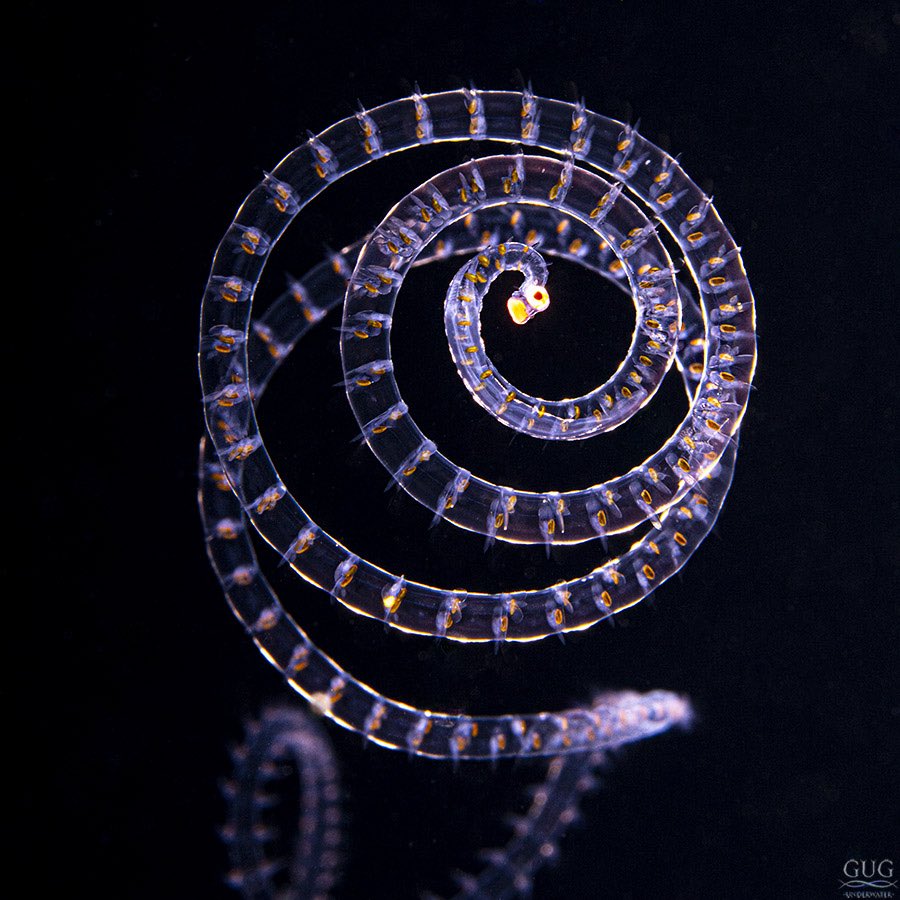 GugUnderwater's tweet image. You can’t tell me worms aren’t beautiful!!!!🤩
This is a type of polychaete worm, and a very long one at ~12” long. I love their Muppet looking red eyes.
Shot on scuba, while drifting in the Gulf Stream, out in the open ocean several miles offshore from West Palm at night.