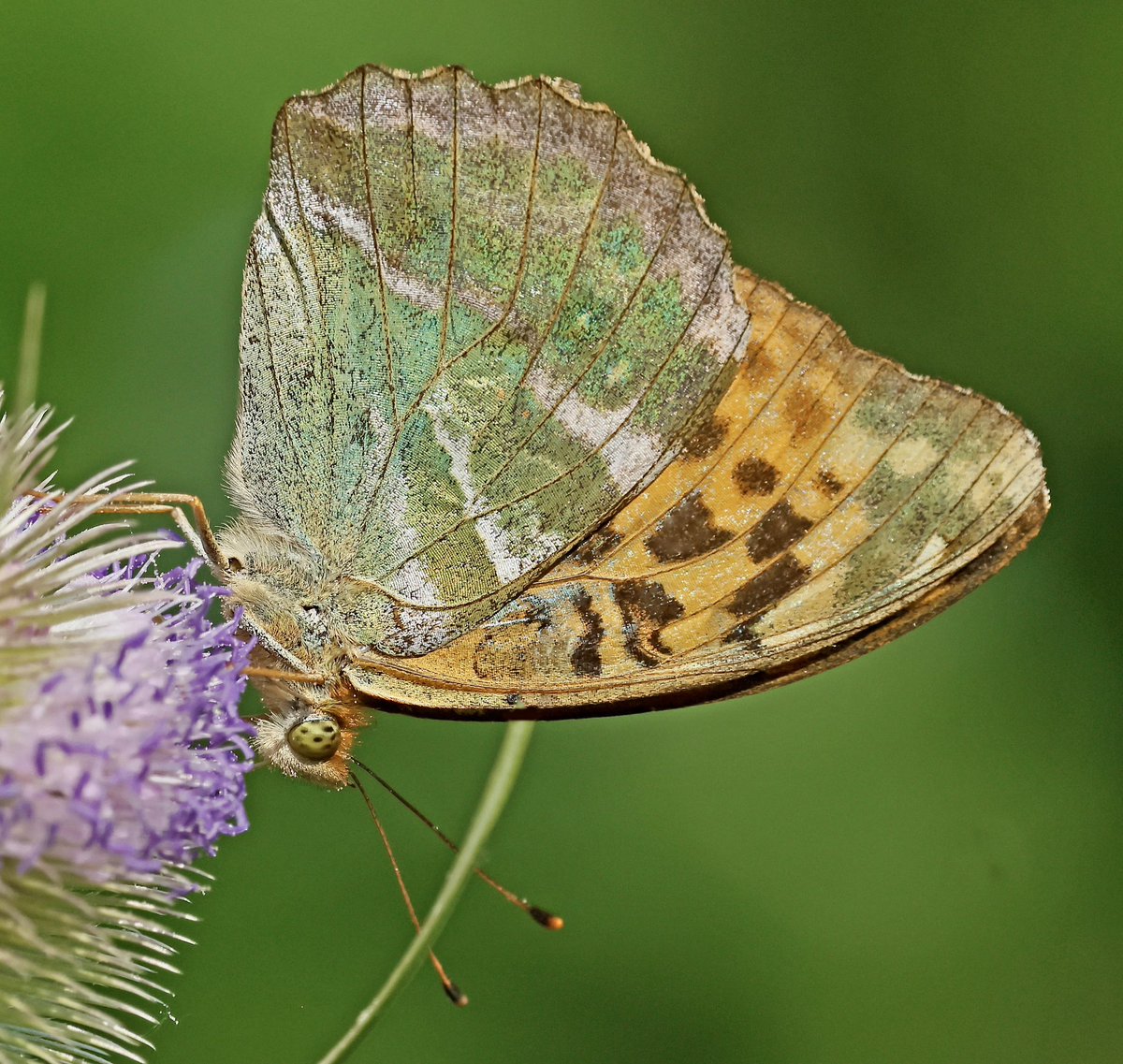 nikols_steve's tweet image. Female Silver-washed Fritillary showing off her silver and green underwing iridescence, Ryton Wood Meadows. @BCWarwickshire @savebutterflies