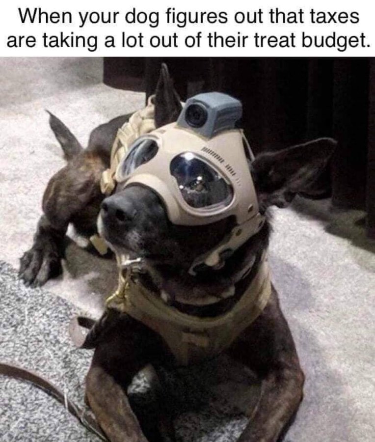 OneAboveAll3015's tweet image. GM. It's payday, paid my bills and my hounds are over here looking at me like this. 🤙🇺🇲